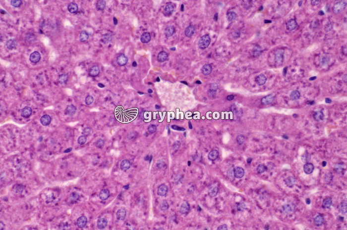 Foie x160 - gryphea.org